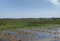 Akhir September Cetak Sawah Selesai, Dinas TPHP Provinsi Bengkulu Intensifkan Jadwal Tim Lapangan  