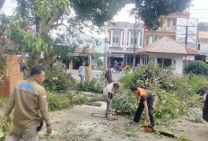 Tiga Pohon Tumbang Tempo   Sehari, Warga Diminta Waspada, Begini Caranya   