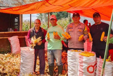 Desa Batu Dewa Panen Jagung
