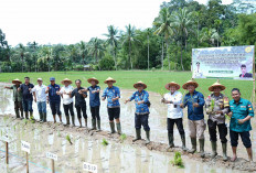 430 Ha Lahan Persawahan  di Benteng Tanam Serentak, Ini Tujuannya