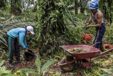 Buruh di Bengkulu Belum 'Merdeka',  Upah Jauh dari Layak