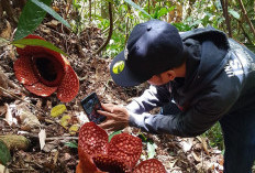 Jadi Daya Tarik Wisatawan, Bunga Rafflesia Kembar Mekar di Talang Rais Bengkulu Utara