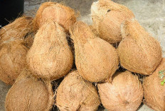 Harga Kelapa Tua Tak Kunjung Turun, Pedagang dan Pembeli Mengeluh