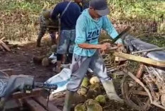 Mabuk Durian, Atasi dengan 4 Trik Ini