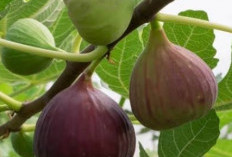 Dikenal Sebagai Buah Surga,Berikut  Khasiat Buah Tin Yang Jarang Diketahui