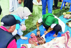 Pastikan Hewan Kurban di Bengkulu Bebas PMK dan Jembrana, Vaksinasi Herwan Kurban Diintensifkan