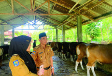Cek Kesehatan Hewan Kurban, Kepala Disnaskeswan Provinsi Bengkulu Ingin Pastikan Hal Ini Saat Idul Adha