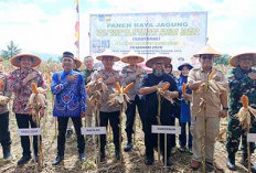Kapolda Bengkulu Panen Raya Jagung di Desa Tanah Hitam BU Sekaligus Launching Umbi Uwi Ungu