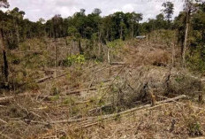 1.614 Ha Hutan Rusak Sepanjang 2025, Begini Sikap DLHK Bengkulu