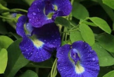 Kaya Kolagen, Kulit Wajah Cerah, Manfaat dan Cara Penggunaan  Bunga Telang Untuk Kecantikan 