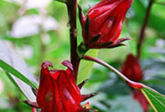 Salah Satunya Menurunkan Darah Tinggi, 8 Manfaat Bunga Rosella Untuk Kesehatan   