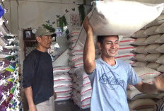  Harga Beras Premium di  Bengkulu Utara Lampaui HET