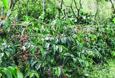 Harga Kopi Mulai  Turun, Tauke di Seluma Beberkan Penyebabnya