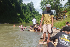 Jadi Primadona, Wisata Ikan Larangan Taba Lubuk Puding Dikunjungi Ratusan Wisatawan