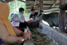 Populasi Sapi Meningkat Signifikan , Segini Jumlahnya Saat Ini