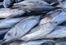 Rajin Makan 6 Jenis Ikan Ini, Bisa  Awet Muda dan Wajah Menjadi Glowing   