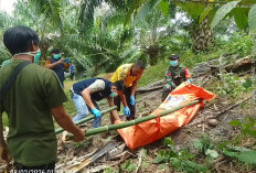 Heboh, Warga Kaur Ditemukan Membusuk di Perkebunan Sawit