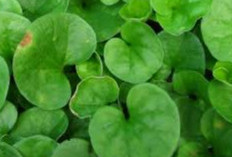Kulit Sehat dan Awet Muda, Manfaat Centella Asiatica Untuk Kecantikan 