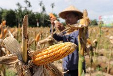 Panen Jagung 95 Ribu Ton, 3 Kabupaten di Provinsi Bengkulu Ini Jadi Lumbung
