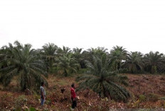 Dinas Pertanian Mukomuko Dorong Alih Fungsi Lahan Sawit di Area Irigasi ke Persawahan, Ini Alasannya