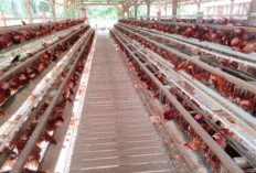 Usaha Peternakan Ayam Petelur 2 Ribu Ekor, Hasilkan 54 Karpet per Hari
