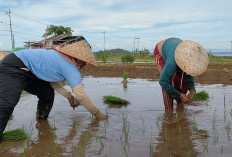 Cetak Sawah, Dana Pendamping Rp 300 Juta