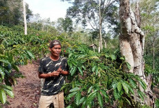  Cuaca Ekstrem Pengaruhi   Hasil Penen Kopi di Lebong 