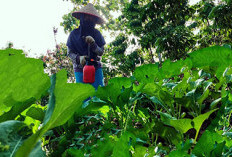 Alokasi Pupuk Subsidi Dipangkas, Segini Jumlah dan Jenis Pupuk yang Dikurangi