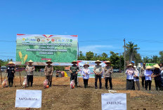 Bulog dan Polda Bengkulu Perkuat Ketahanan Pangan, Laksanakan Tanam Jagung Serempak Kuartal IV 