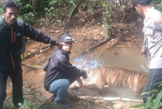Hutan Mukomuko Makin Mencekam, Kini Harimau Sumatera Mati di Tengah Kebun Sawit Ilegal