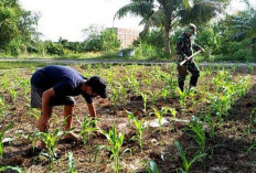 Hindari Impor, Petani di Bengkulu Diminta Fokus ke Tanaman Pangan