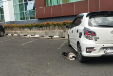 63 Kasus Gigitan HPR, Warga Rejang Lebong Diminta Tak Lepasliarkan Hewan Peliharaan
