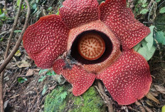 Dua Rafflesia Arnoldi Mekar Bersamaan di Rejang Lebong, Satu Lagi Menyusul