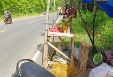 Musim Durian di Seluma Tiba, Lapak Pedagang Dadakan Bermunculan, Segini Harganya