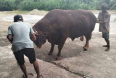 Waspada Hewan Kurban Tak Sehat, Masyarakat Diimbau Beli yang Begini