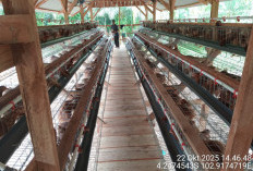 Perkuat Ekonomi Desa, Bumdes Lubuk Tapi Sakti Buka Usaha Ayam Petelur