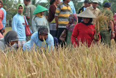 Serapan Beras Tembus 3.867 Ton, Dukung Penguatan Ketahanan Pangan Nasional