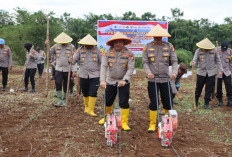   Polres Bengkulu Utara Kembali Tanam Jagung 