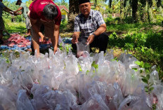 Kerbau Kurban Pemkab BS Dibagikan   untuk 131 Warga di Pino Raya