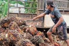  Harga Sawit di BU Berangsur Naik, Segini Harga Saat Ini
