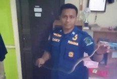 Damkar Rejang Lebong Laksanakan 64 Operasi Non Kebakaran, Evakuasi Kucing Hingga Tawon