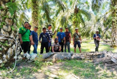 Buaya Raksasa Bersarang di Kebun Sawit, Warga Mukomuko Resah, Polisi dan BKSDA Berhasil Evakuasi