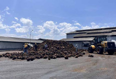 Harga Sawit Anjlok, Distan Seluma Wajibkan Pabrik CPO Laporkan Harga TBS