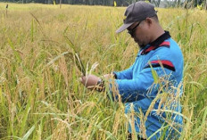 Penanaman Padi Gogo di Bengkulu Ditargetkan 10.730 Hektare, Berikut Lokasinya