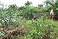 694 Hektare Lahan Sawit Warga  di BU Sudah Terima Dana PSR, Segini Jumlah Dananya