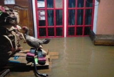 BS Diguyur Hujan Lebat, Puluhan Rumah di Bunga Mas Terendam Banjir, Ini Kata BPBD