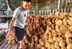  Harga Kelapa Naik, Ekonomi   Warga Lebong Terbantu 