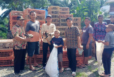  Ribuan Ayam Varietas KUB Dibagikan, Desa Karang Caya Wujudkan Ketahanan Pangan