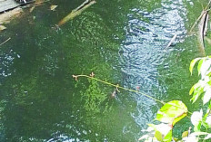 Tak Puas Terhadap DLH Seluma, Warga Pilih Uji Sampel Limbah Pencemaran Sungai Secara Mandiri