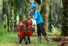 Kelapa Sawit Investasi Menjanjikan, Begini Pernyataan Ketua HIPMI Bengkulu